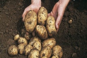 Bulvių veislių aprašymas Keturiasdešimt dienų, auga, kada reikia kasti