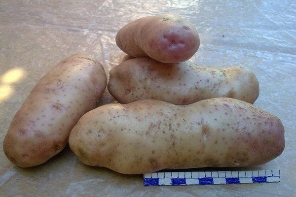 aardappelen op tafel