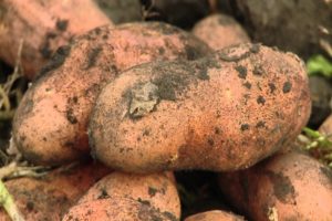 Opis odrody zemiakov skoré ráno, jej vlastnosti a výnos
