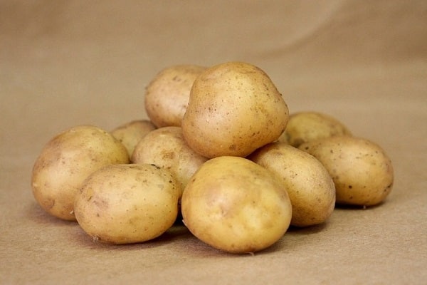 potatisvektor,