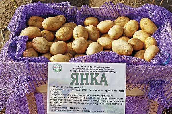 Pommes de terre Yanka