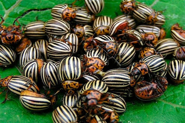 escarabajos de colorado