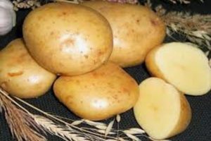 Beskrivning av Gala potatisvariet, funktioner för odling och vård