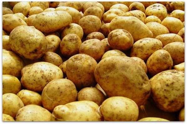gräva potatis