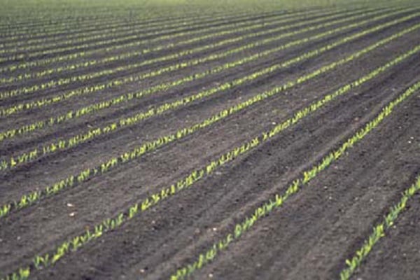 Tecnologia di coltivazione del mais per insilato, raccolta, varietà e resa