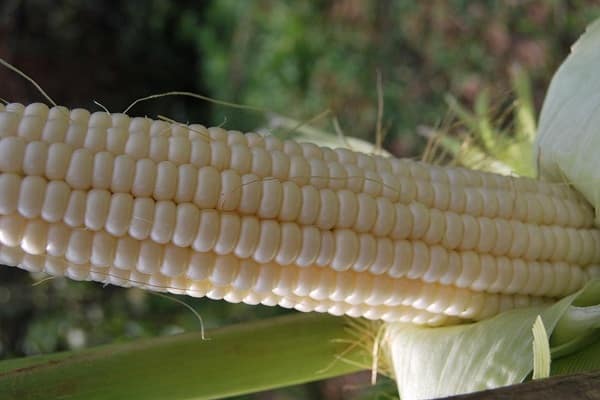 kukurūzų hibridai