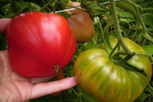 Beschreibung der Tomatensorte Bär im Norden, Merkmale des Anbaus und der Pflege