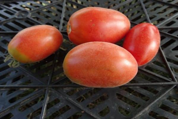 tomate bourdon hirsute