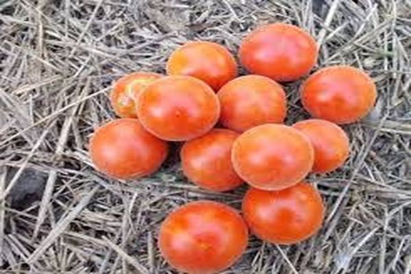 Tomatensorte und Anbau