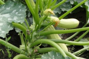 Är det möjligt att klippa de nedre bladen av zucchini i det öppna fältet och bör det göras