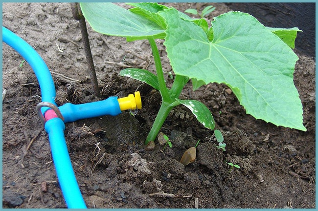 irrigazione a goccia di cetrioli