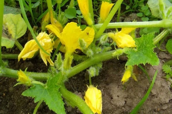 barren flower on zucchini