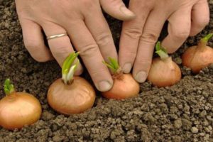Kaip teisingai sodinti svogūnus pavasarį ar rudenį, kad būtų didelių svogūnėlių