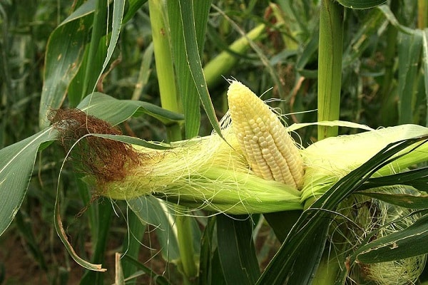 auginami kukurūzai
