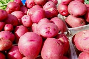 Opis odrody zemiakov Red Scarlet, jej vlastnosti a výnos