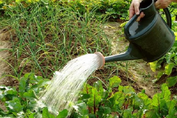 watering and feeding