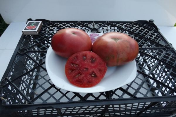 tomatsnitt