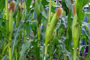 Kukurūzų auginimo ir priežiūros lauke lauke technologija, agrotechninės sąlygos