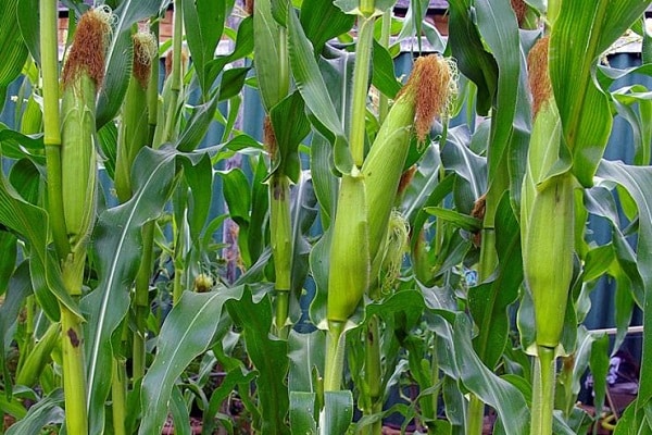 coltivazioni di mais