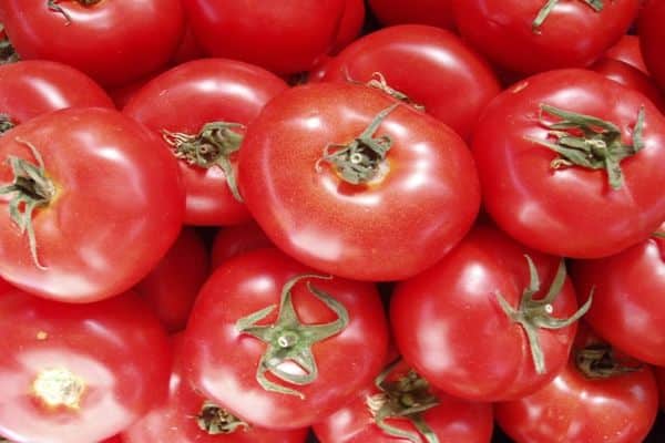 tomaatit maahan
