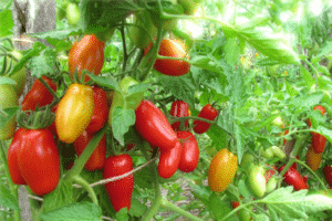 Beskrivelse af tomatsorten Red Fang, dens egenskaber og produktivitet