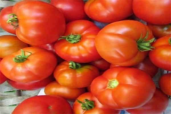 tomaat madonna