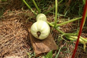 Beskrivelse af græskarvarianten Butternut, funktioner i dyrkning og pleje