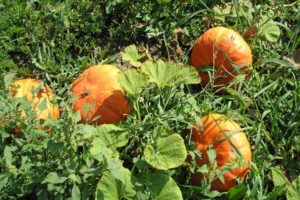 Description of popular varieties of bush pumpkin, their cultivation and yield