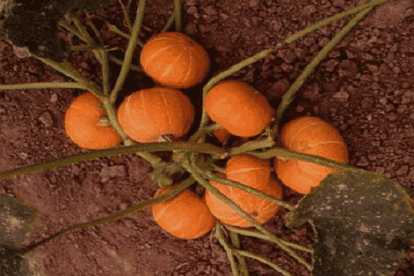 arancia zucca