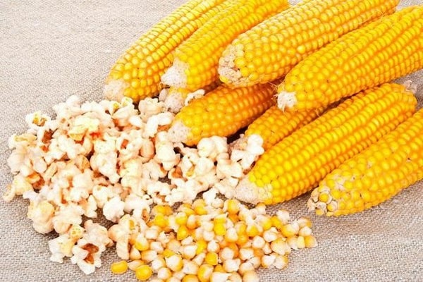 gaminant pūsti kukurūzus