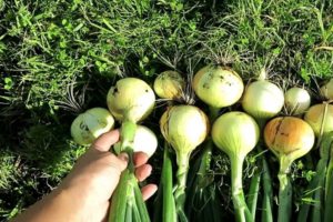 Come prendersi cura delle cipolle in un'estate piovosa e quando dissotterrarle