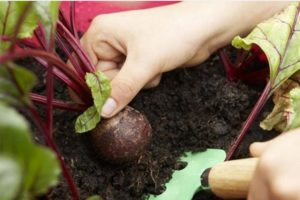 When to remove beets from the garden for storage, how many days do they grow