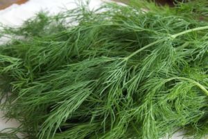 Description of the Kibray dill variety, recommendations for care and cultivation