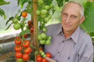Tomātu šķirnes Unique Kulchitsky apraksts, audzēšanas un kopšanas iezīmes