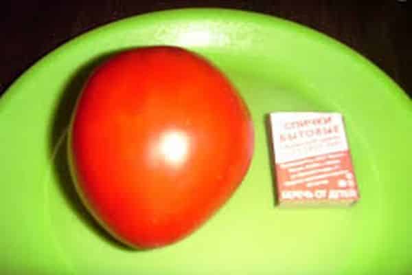 tomaat op een bord