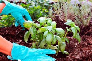 How to properly grow and care for basil in a greenhouse
