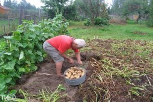 Regler för odling och skötsel av potatis enligt Kizima-metoden