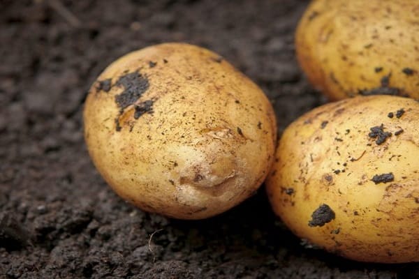 pommes de terre pour la plantation