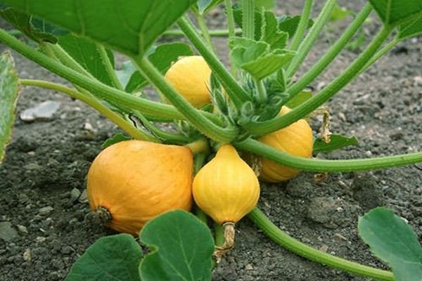 pumpkins and their cultivation