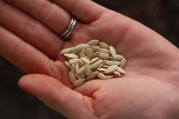 semi di cetriolo in mano
