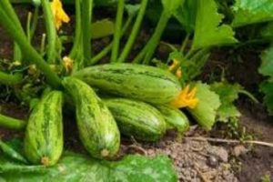 Varför faller zucchini äggstockar och blir gula, vad måste göras