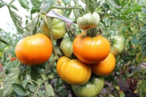 Descrierea soiului de tomate Epoca de Aur, caracteristicile și productivitatea acesteia