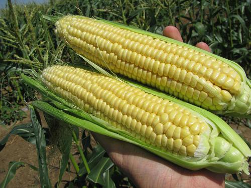 Saldžiųjų „Nugget“ kukurūzų išvaizda