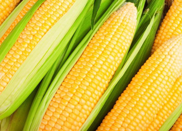 изглед кукуруза Ноа