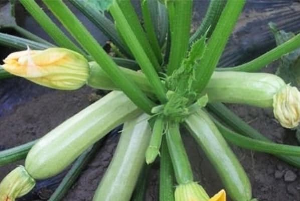 kavili zucchini buskar