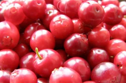 lingonberry pink