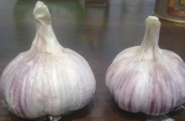 appearance Kharkiv purple garlic