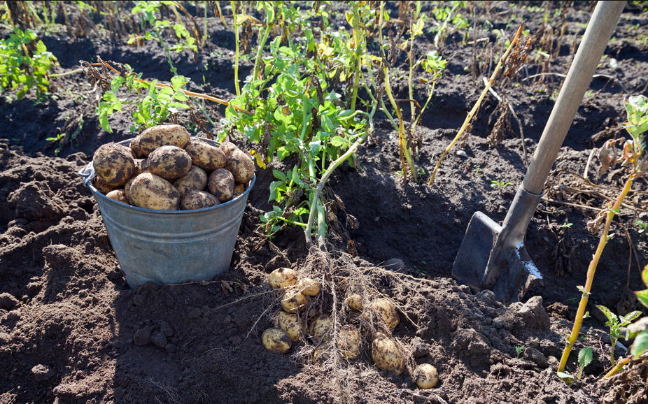 Kartoffeln pflücken