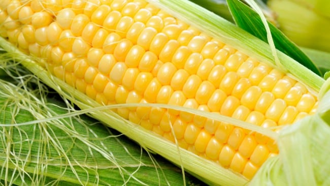 изглед слатког кукуруза