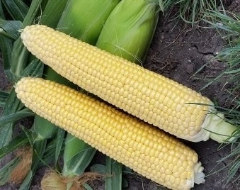изглед кукуруза Мегатон Ф1